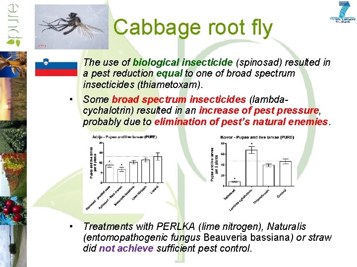 Cabbage root fly • The use of biological insecticide (spinosad) resulted in a pest