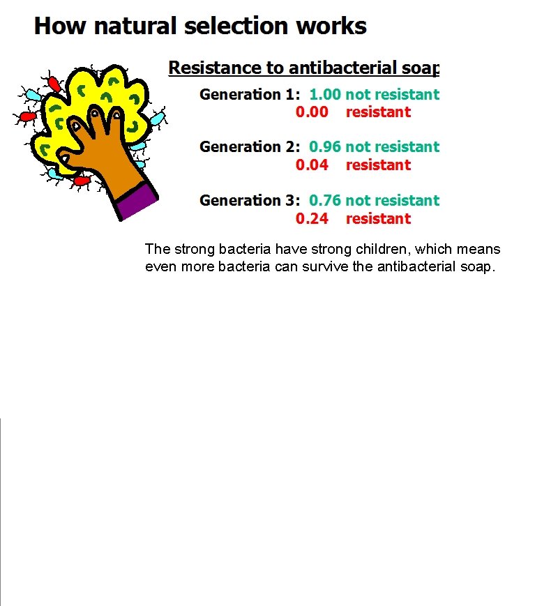 The strong bacteria have strong children, which means even more bacteria can survive the