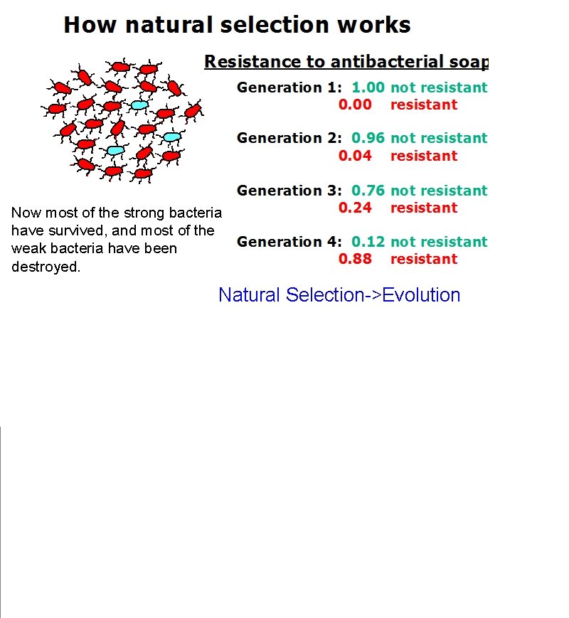 Now most of the strong bacteria have survived, and most of the weak bacteria