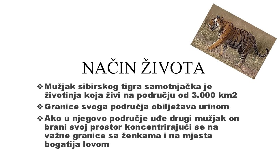 NAČIN ŽIVOTA v Mužjak sibirskog tigra samotnjačka je životinja koja živi na području od NAČIN ŽIVOTA v Mužjak sibirskog tigra samotnjačka je životinja koja živi na području od