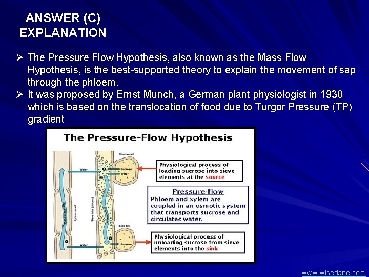 ANSWER (C) EXPLANATION Ø The Pressure Flow Hypothesis, also known as the Mass Flow