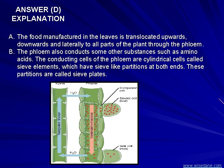 ANSWER (D) EXPLANATION A. The food manufactured in the leaves is translocated upwards, downwards