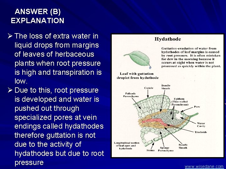 ANSWER (B) EXPLANATION Ø The loss of extra water in liquid drops from margins