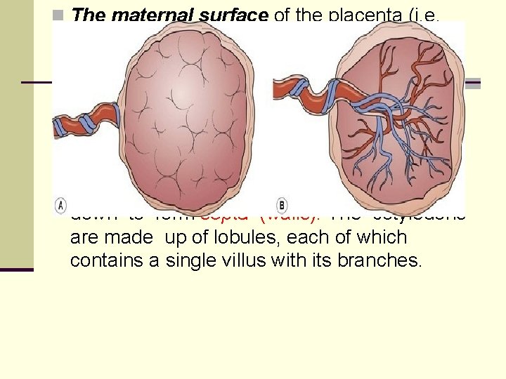 n The maternal surface of the placenta (i. e. the basal plate) is dark