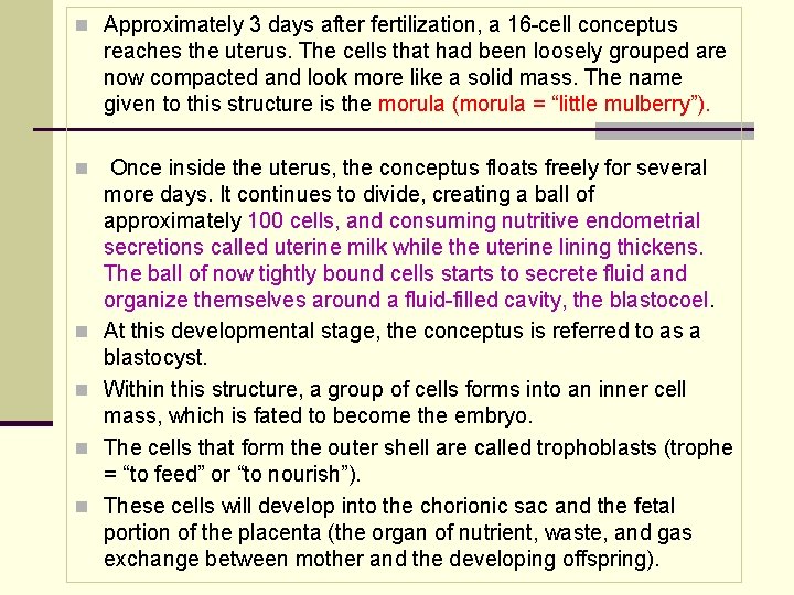 n Approximately 3 days after fertilization, a 16 -cell conceptus reaches the uterus. The