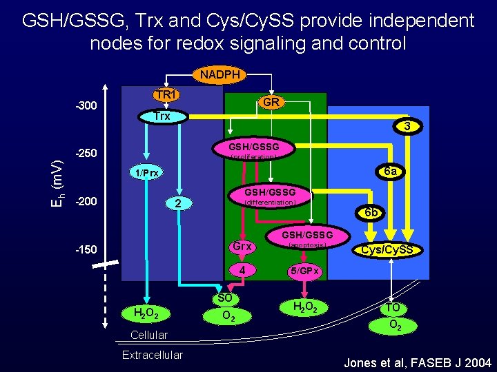 GSH/GSSG, Trx and Cys/Cy. SS provide independent nodes for redox signaling and control NADPH