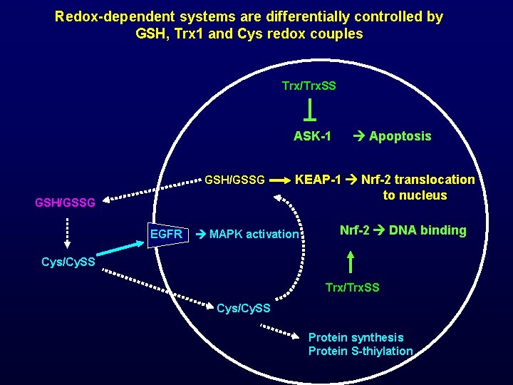 Redox-dependent systems are differentially controlled by GSH, Trx 1 and Cys redox couples Trx/Trx.