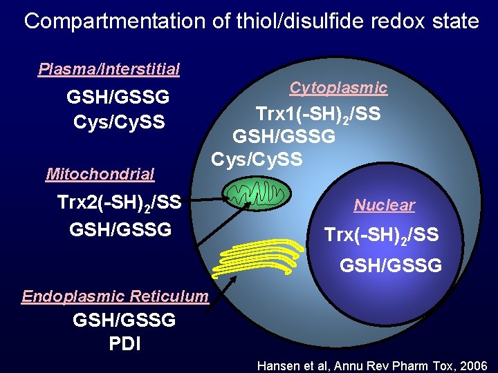 Compartmentation of thiol/disulfide redox state Plasma/Interstitial GSH/GSSG Cys/Cy. SS Mitochondrial Trx 2(-SH)2/SS GSH/GSSG Cytoplasmic