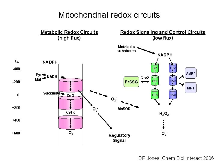 Mitochondrial redox circuits Metabolic Redox Circuits (high flux) Redox Signaling and Control Circuits (low