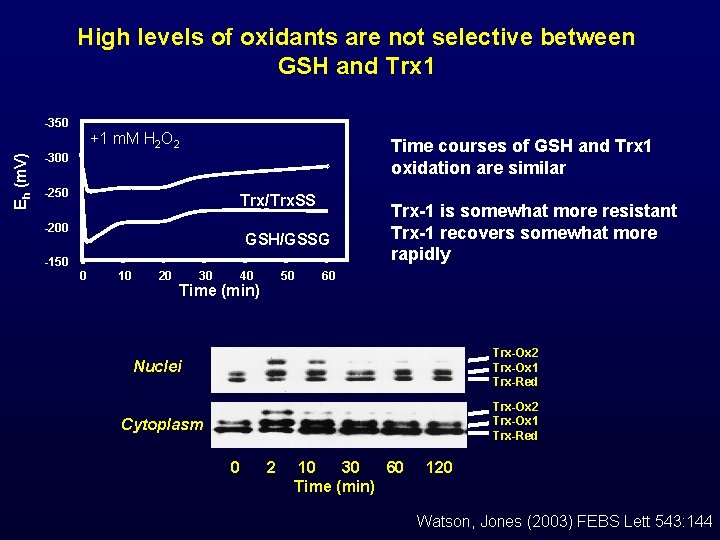 High levels of oxidants are not selective between GSH and Trx 1 Eh (m.