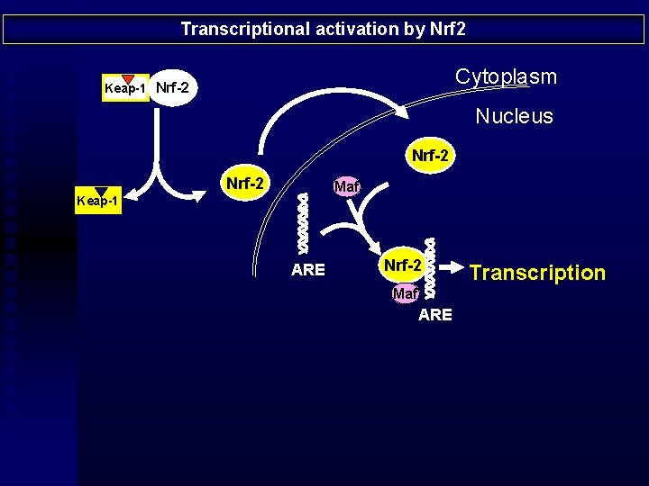 Transcriptional activation by Nrf 2 Cytoplasm Keap-1 Nrf-2 Nucleus Nrf-2 Maf Keap-1 ARE Nrf-2