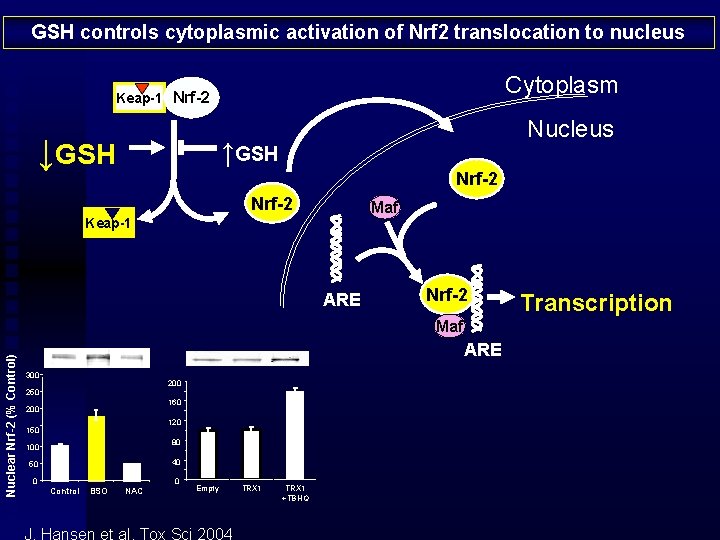 GSH controls cytoplasmic activation of Nrf 2 translocation to nucleus Cytoplasm Keap-1 Nrf-2 ↓GSH