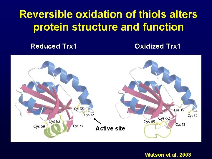 Reversible oxidation of thiols alters protein structure and function Reduced Trx 1 Oxidized Trx