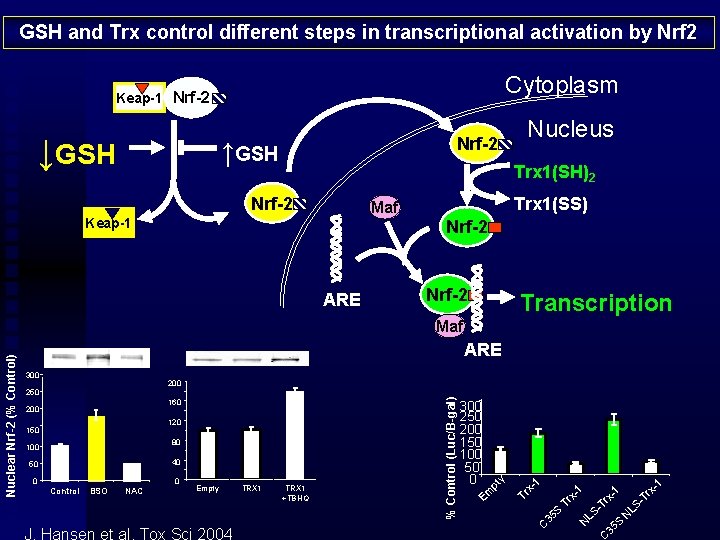 GSH and Trx control different steps in transcriptional activation by Nrf 2 Cytoplasm Keap-1