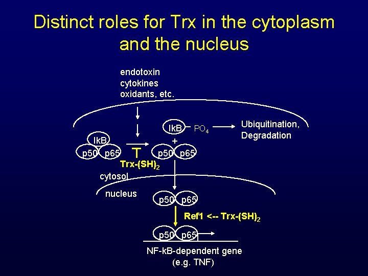 Distinct roles for Trx in the cytoplasm and the nucleus endotoxin cytokines oxidants, etc.