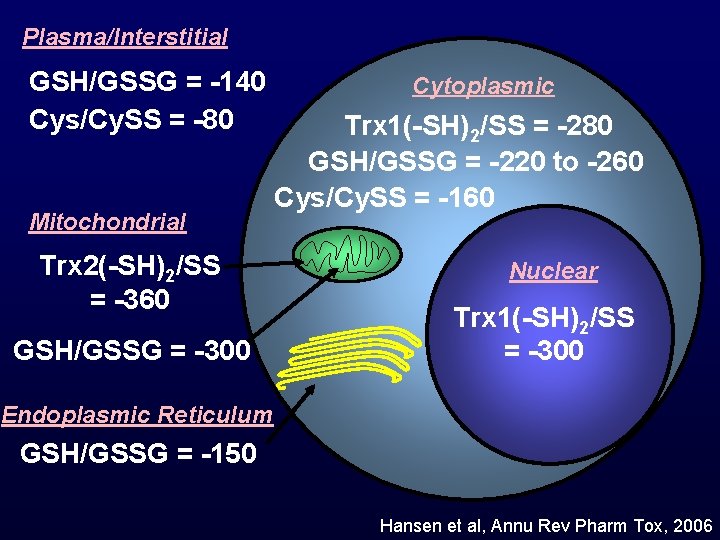 Plasma/Interstitial GSH/GSSG = -140 Cys/Cy. SS = -80 Mitochondrial Trx 2(-SH)2/SS = -360 GSH/GSSG