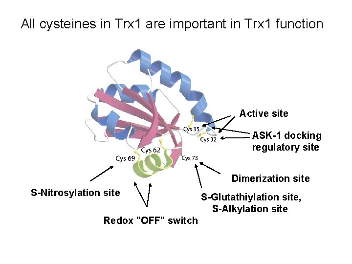 All cysteines in Trx 1 are important in Trx 1 function Active site ASK-1