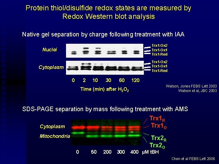 Protein thiol/disulfide redox states are measured by Redox Western blot analysis Native gel separation