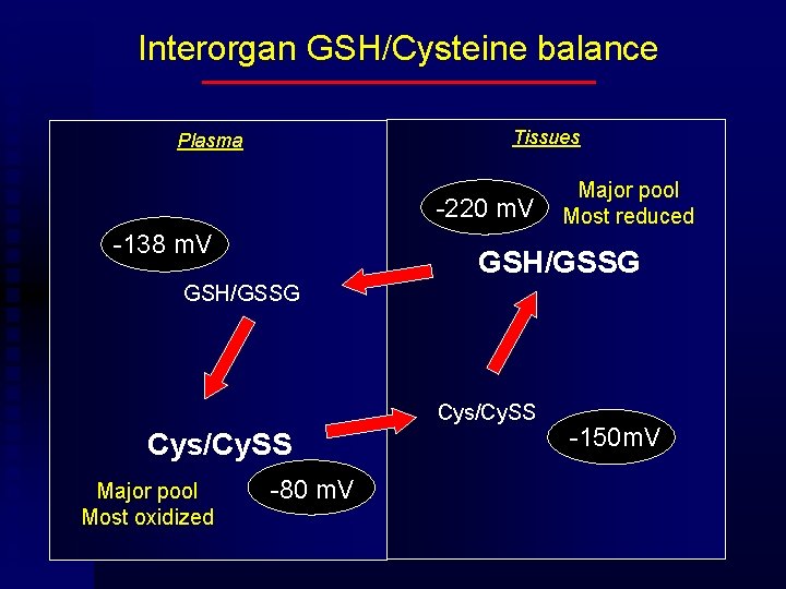 Interorgan GSH/Cysteine balance Tissues Plasma -220 m. V -138 m. V Major pool Most