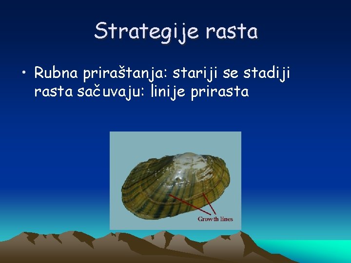 Strategije rasta • Rubna priraštanja: stariji se stadiji rasta sačuvaju: linije prirasta 