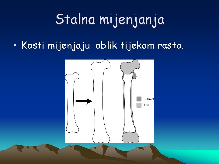 Stalna mijenjanja • Kosti mijenjaju oblik tijekom rasta. 