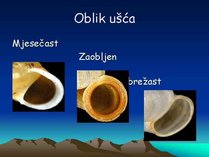 Oblik ušća Mjesečast Zaobljen Bubrežast 