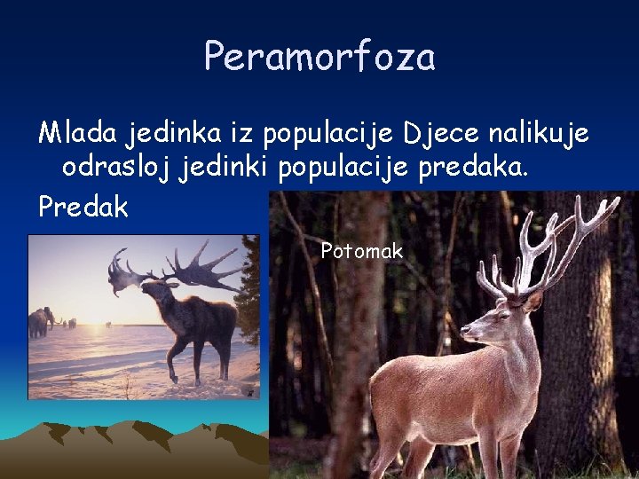 Peramorfoza Mlada jedinka iz populacije Djece nalikuje odrasloj jedinki populacije predaka. Predak Potomak 