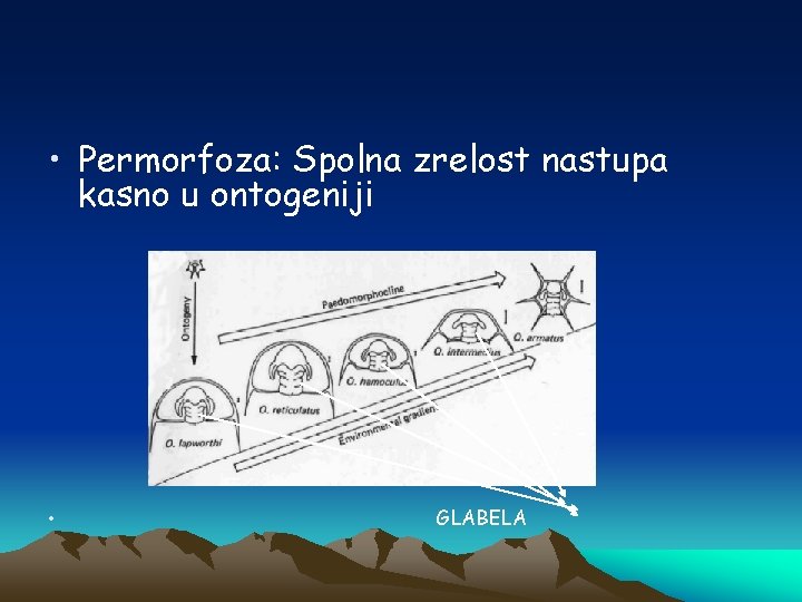  • Permorfoza: Spolna zrelost nastupa kasno u ontogeniji • GLABELA 