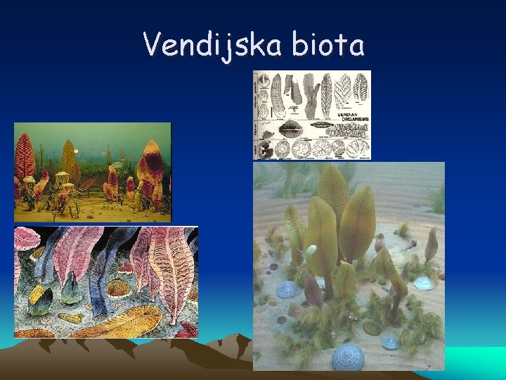 Vendijska biota 