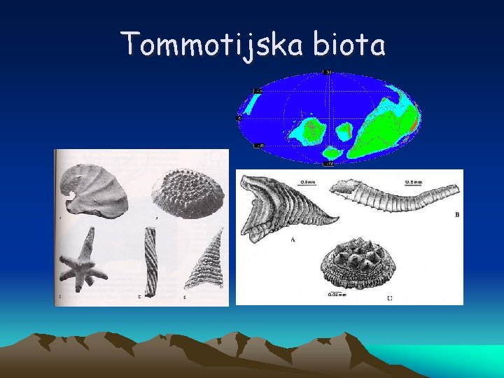 Tommotijska biota 