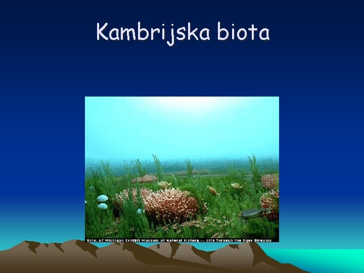 Kambrijska biota 