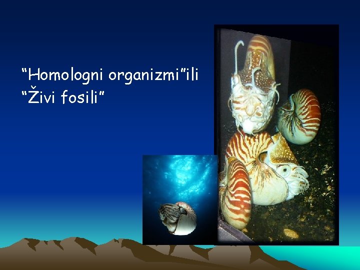 “Homologni organizmi”ili “Živi fosili” 