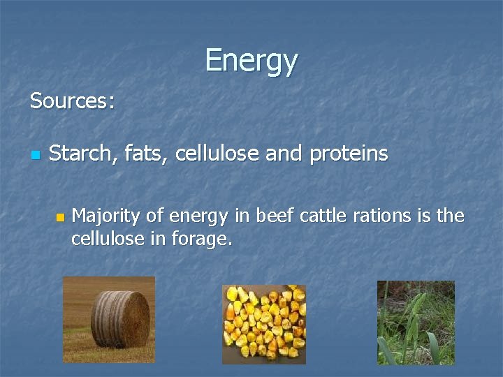 Energy Sources: n Starch, fats, cellulose and proteins n Majority of energy in beef