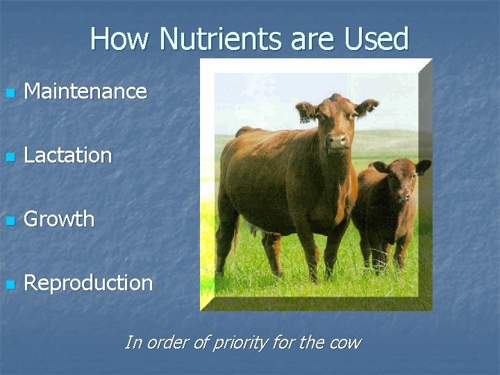 How Nutrients are Used n Maintenance n Lactation n Growth n Reproduction In order