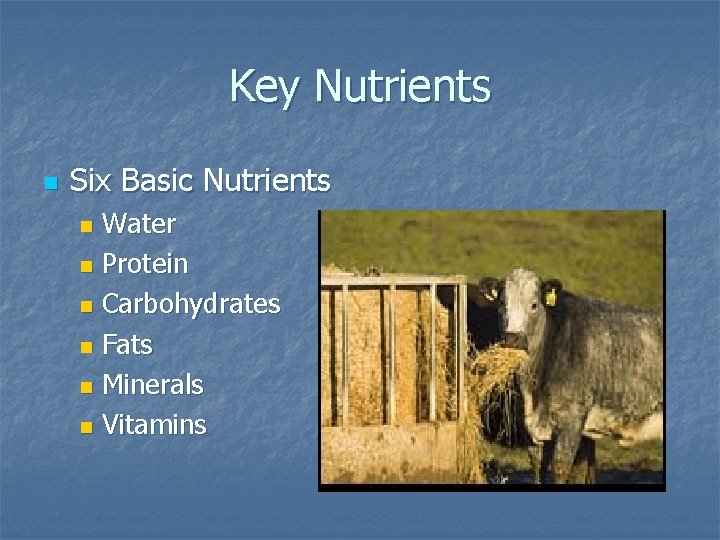 Key Nutrients n Six Basic Nutrients Water n Protein n Carbohydrates n Fats n