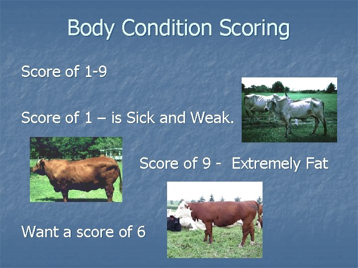 Body Condition Scoring Score of 1 -9 Score of 1 – is Sick and