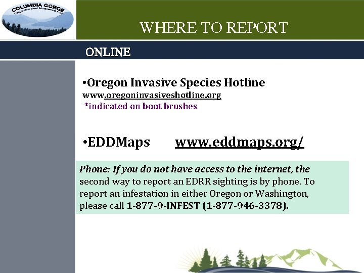 WHERE TO REPORT ONLINE • Oregon Invasive Species Hotline www. oregoninvasiveshotline. org *indicated on