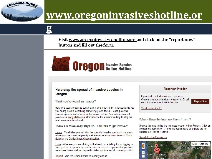 www. oregoninvasiveshotline. or g Visit www. oregoninvasiveshotline. org and click on the “report now”