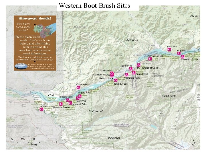 Western Boot Brush Sites 