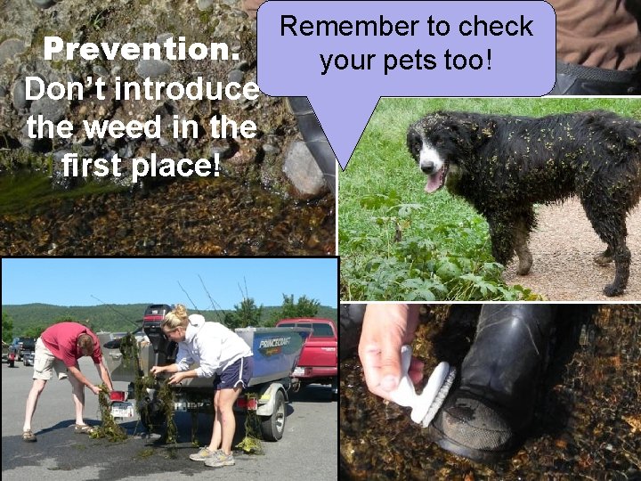 Prevention. Don’t introduce the weed in the first place! Remember to check your pets