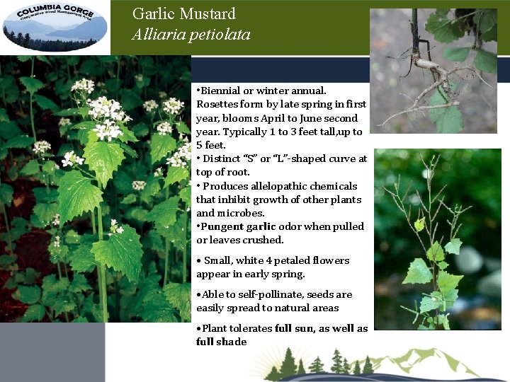 Garlic Mustard Alliaria petiolata • Biennial or winter annual. Rosettes form by late spring