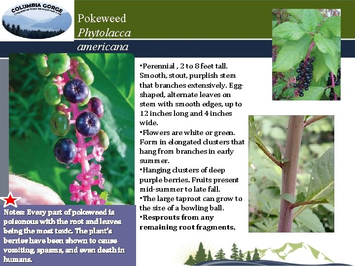 Pokeweed Phytolacca americana Notes: Every part of pokeweed is poisonous with the root and