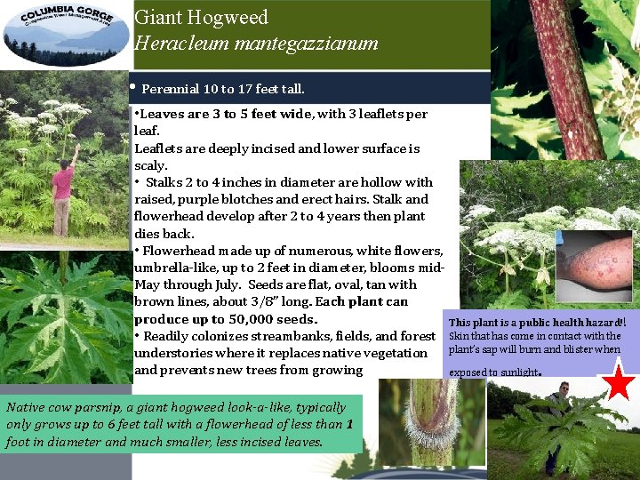 Giant Hogweed Heracleum mantegazzianum • Perennial 10 to 17 feet tall. • Leaves are