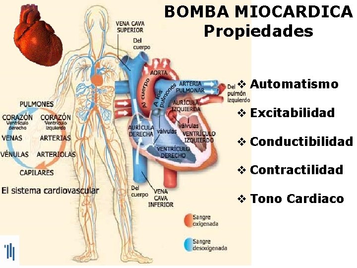 BOMBA MIOCARDICA Propiedades v Automatismo v Excitabilidad v Conductibilidad v Contractilidad v Tono Cardiaco