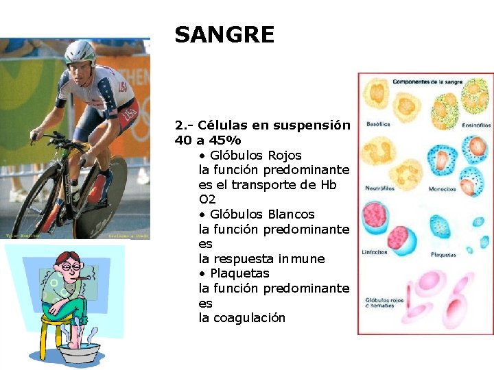 SANGRE 2. - Células en suspensión 40 a 45% • Glóbulos Rojos la función