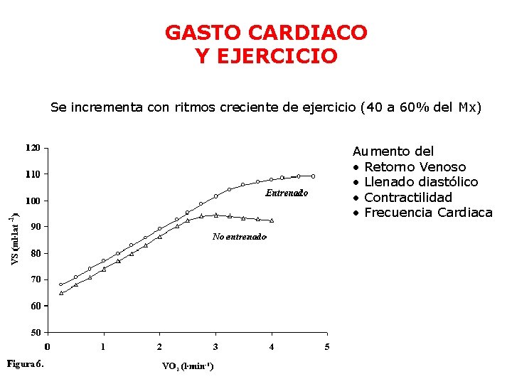 GASTO CARDIACO Y EJERCICIO Se incrementa con ritmos creciente de ejercicio (40 a 60%