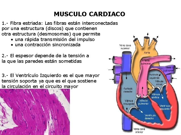 MUSCULO CARDIACO 1. - Fibra estriada: Las fibras están interconectadas por una estructura (discos)