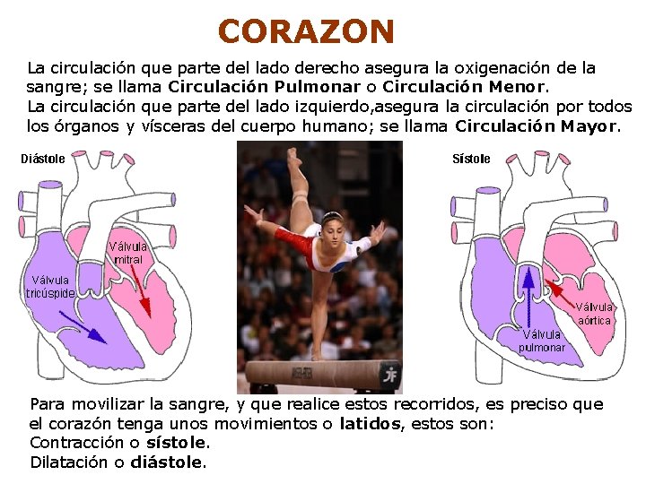CORAZON La circulación que parte del lado derecho asegura la oxigenación de la sangre;
