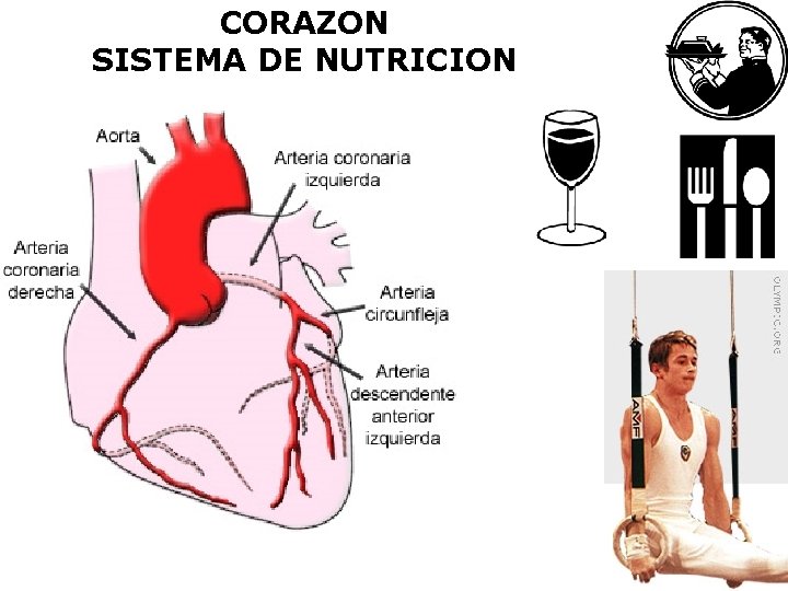 CORAZON SISTEMA DE NUTRICION 