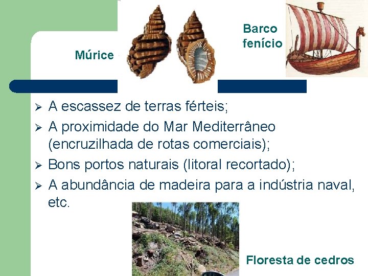 Múrice Ø Ø Barco fenício A escassez de terras férteis; A proximidade do Mar